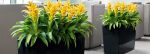 Universal Floral Office Plants Rental & Plants Maintenance Service